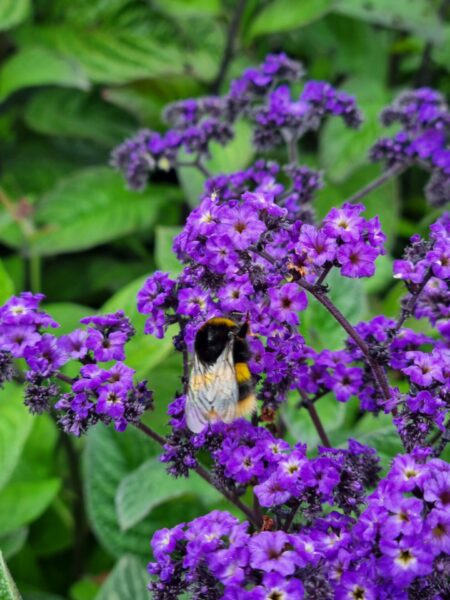 close up of bee on purple flower