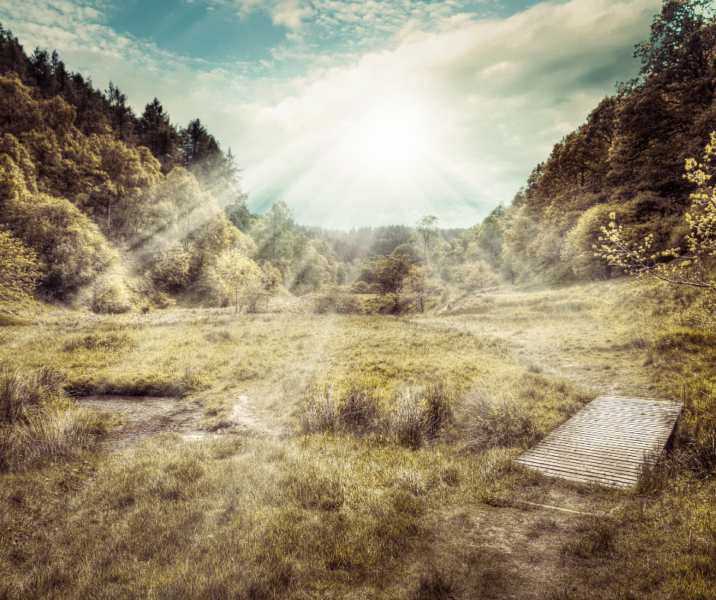 Dalby  forest with sunshine 